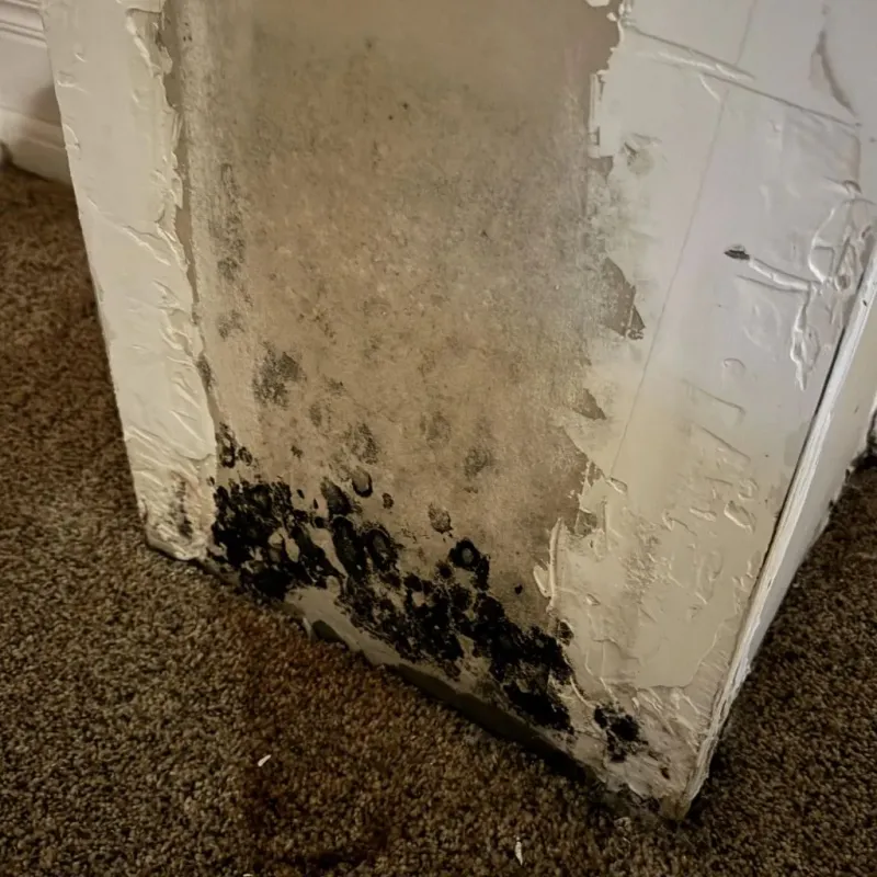 Professional Mold Removal in La Habra, CA
